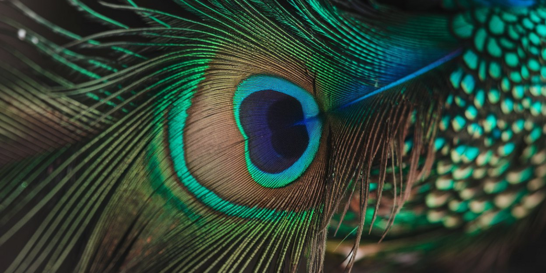 Amazing Peacock Facts